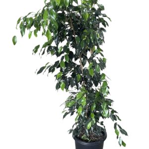 FICUS MIDNIGHT BEAUTY 300MM