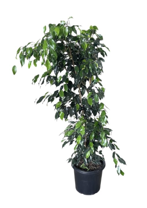 FICUS MIDNIGHT BEAUTY 300MM