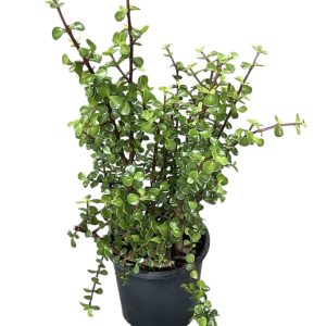 PORTULACARIA AFRA JADE PLANT 200MM