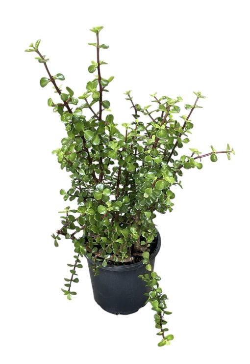 PORTULACARIA AFRA JADE PLANT 200MM