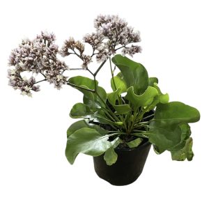 Limonium perezii White Star 140mm