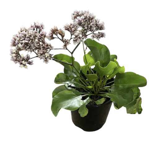 Limonium perezii White Star 140mm