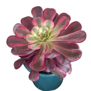 Aeonium Medusa 13cm