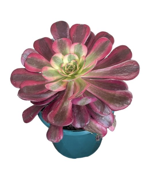 Aeonium Medusa 13cm