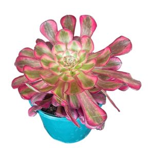 Aeonium Bronze Teacup 13cm