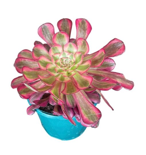 Aeonium Bronze Teacup 13cm
