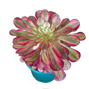 Aeonium Red Sunny 13cm