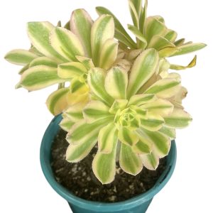 Aeonium Arboreum Variegata 13cm