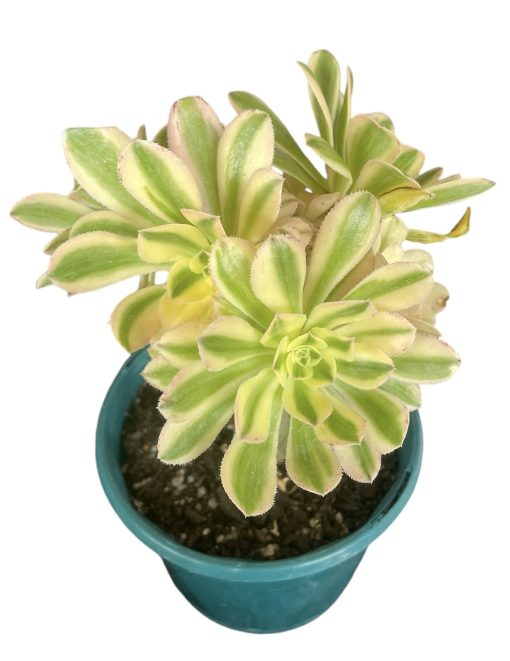 Aeonium Arboreum Variegata 13cm