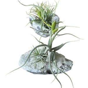 Tillandsia Crystal F Size