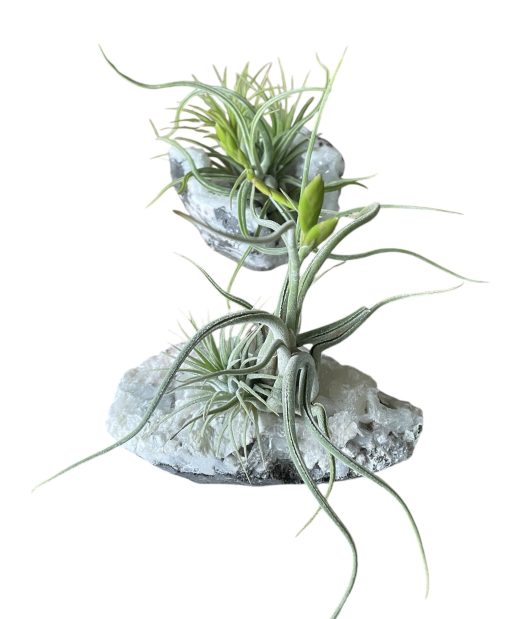 Tillandsia Crystal F Size