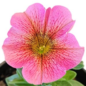 Calibrachoa Super Cal Sunray Pink 140mm