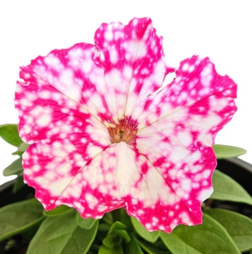 Petunia Cherry Sky 140mm