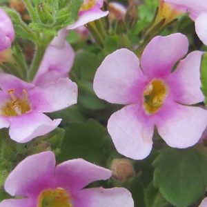 Bacopa Calypso Jumbo Pink 140mm