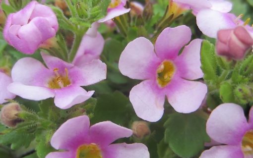 Bacopa Calypso Jumbo Pink 140mm