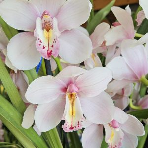 Orchid Cymbidium Joanstar Sensuous x Kimberly Lady Fabulous 3 Spikes