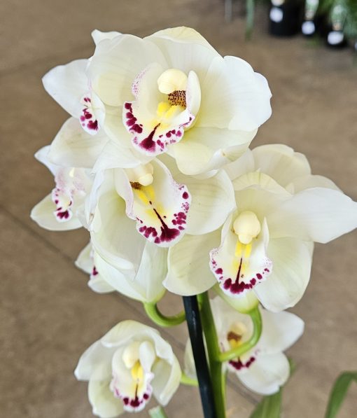 Orchid Cymbidium Anna Szabo Geyserland 1 Spike