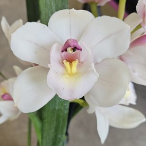 Orchid Cymbidium Valley Vapour Pastel Jewel x Schaefers Mo 2 Spikes