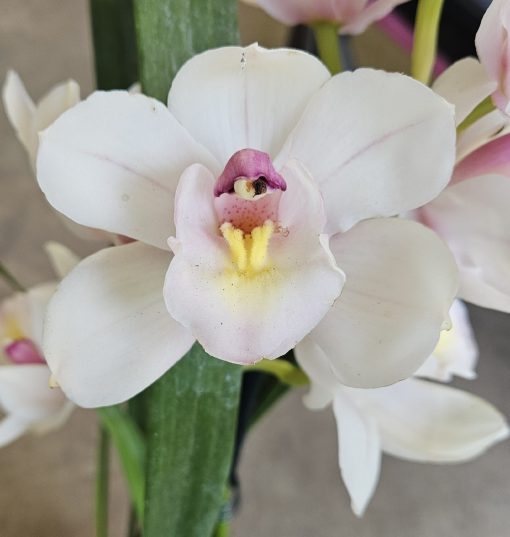 Orchid Cymbidium Valley Vapour Pastel Jewel x Schaefers Mo 2 Spikes