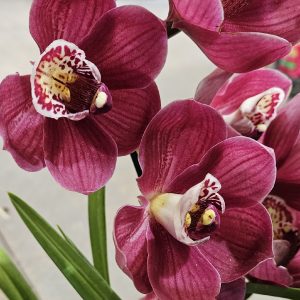 Orchid Cymbidium Wallamurra x Yowie Flame 'No. 1' 1 Spike