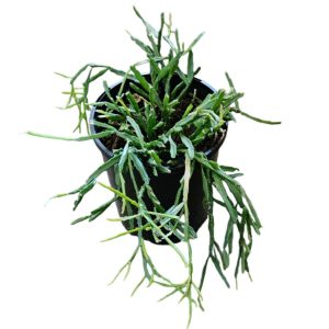 Rhipsalis sulcata 140mm