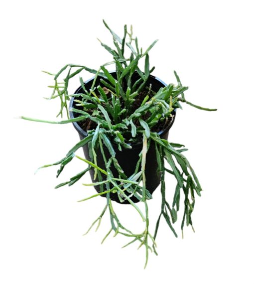 Rhipsalis sulcata 140mm