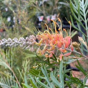 Grevillea Lemon Baby 140mm