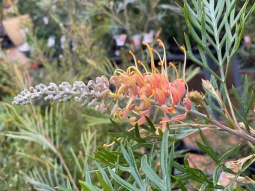 Grevillea Lemon Baby 140mm