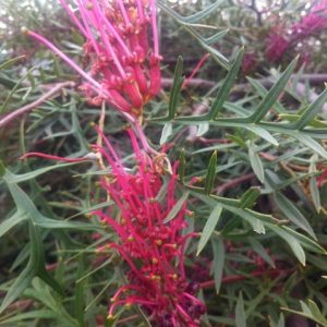 GREVILLEA STD BRONZE RAMBLER 1.5MT 330MM