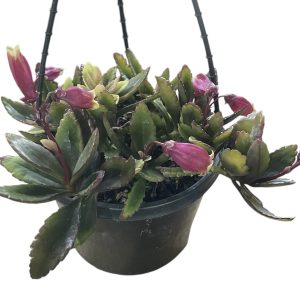 Kalanchoe Enchanted Bells 155mm HB