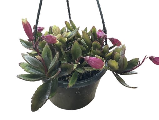 Kalanchoe Enchanted Bells 155mm HB