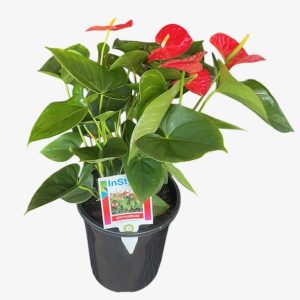 Anthurium Red Winner 180mm