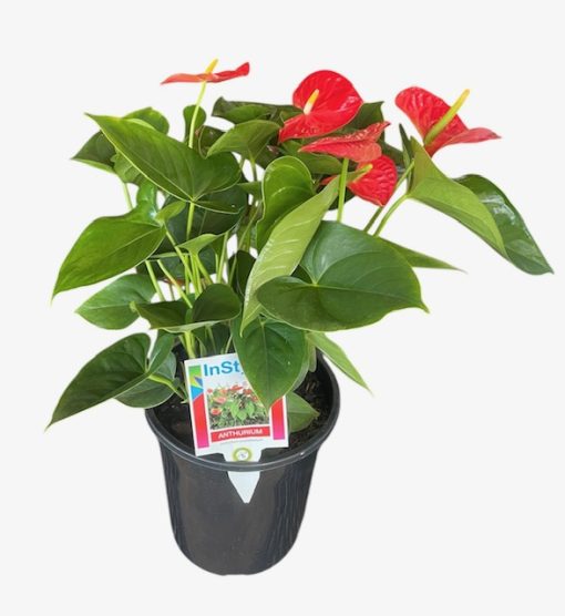 Anthurium Red Winner 180mm