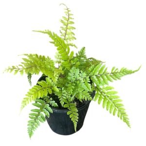 Athyrium Otophorum Japanese Plum Fern 140mm