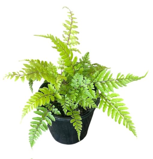 Athyrium Otophorum Japanese Plum Fern 140mm