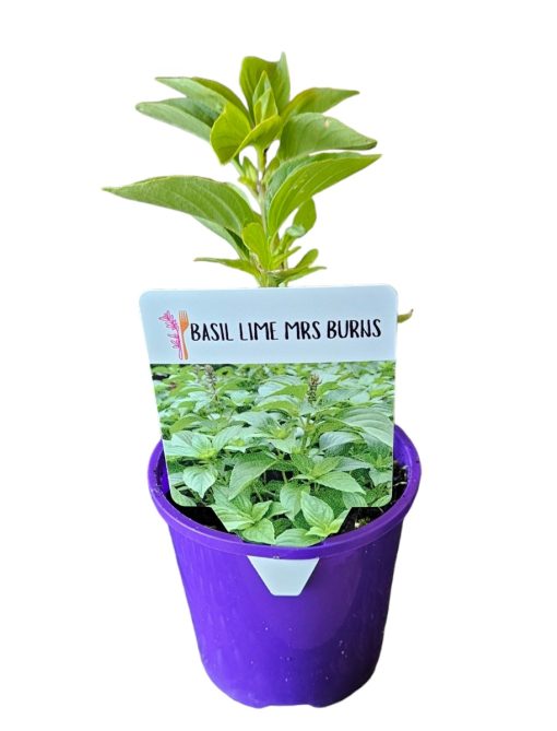 Basil Lime Mrs Burns 100mm