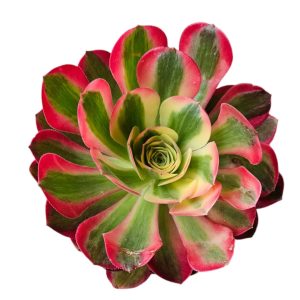 Aeonium Pink Witch 140mm