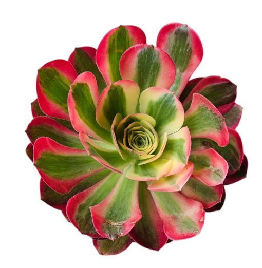 Aeonium Pink Witch 140mm