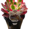 Aeonium Pink Witch 140mm