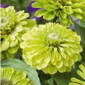 Seed Zinnia Envy Limited Edition