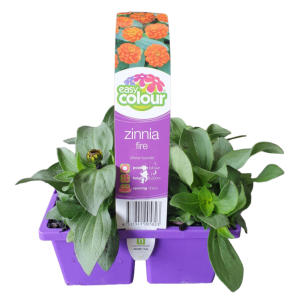 Easy Colour Zinnia Fire