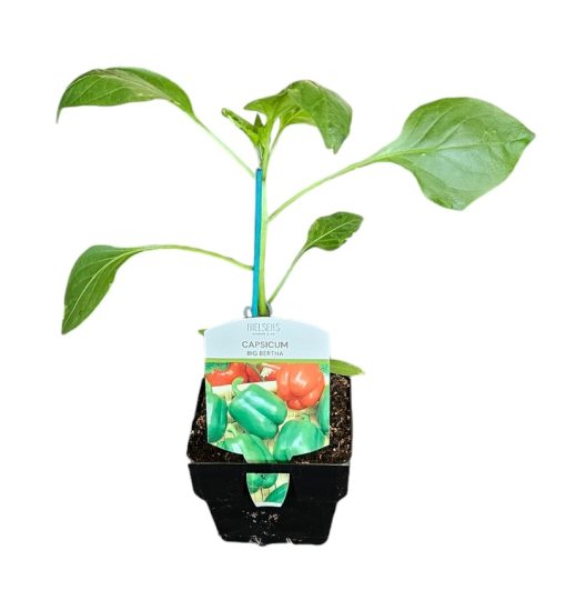 Capsicum Big Bertha 100mm