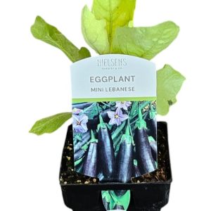 Eggplant Mini Lebanese 100mm