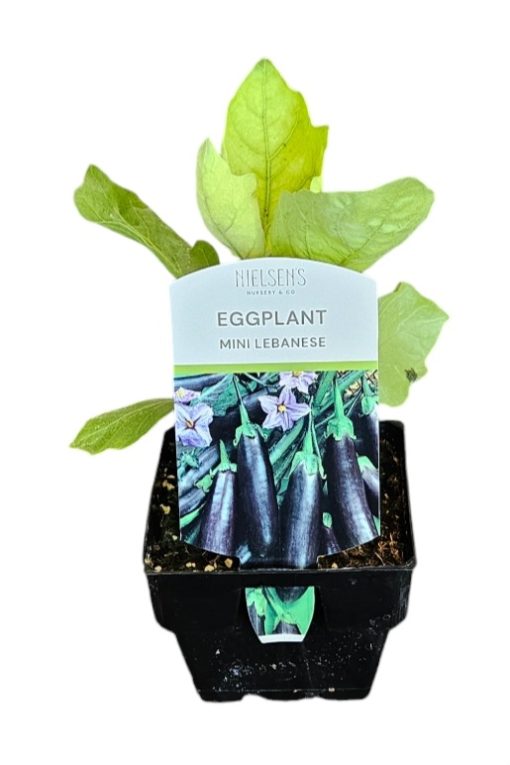 Eggplant Mini Lebanese 100mm