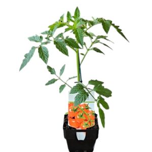 Tomato Gourmet Truss 100mm