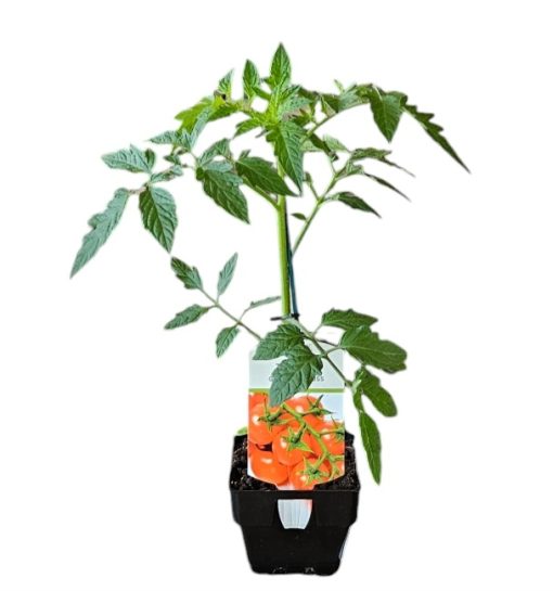 Tomato Gourmet Truss 100mm