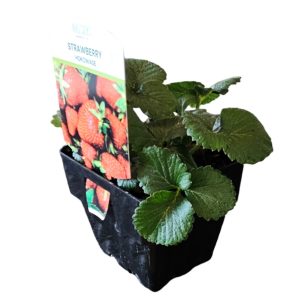 Strawberry Hokowase 100mm
