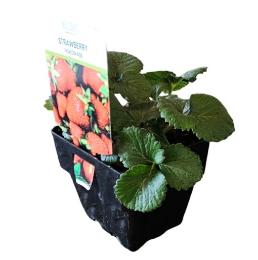 Strawberry Hokowase 100mm