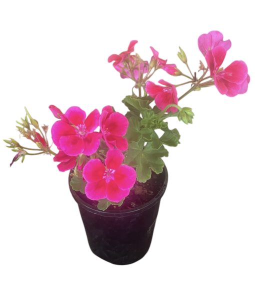 Geranium Pink 140mm