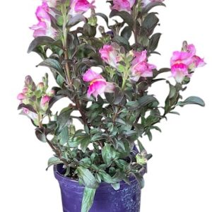 ANTIRRHINUM RASPBERRY SNAP IN BLACK 140MM